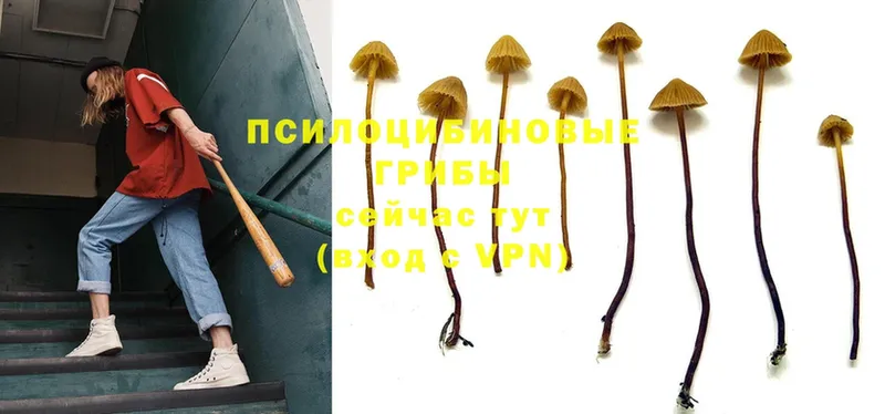 где продают   MEGA как зайти  Галлюциногенные грибы MAGIC MUSHROOMS  Котово 